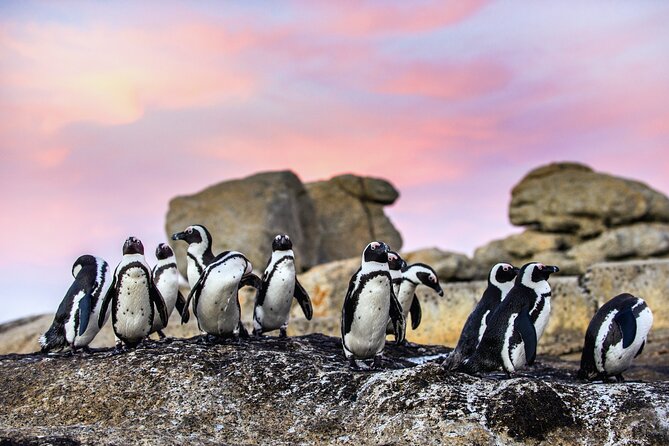 Top 10 Super Tour: Table Mountain, Penguins & Cape of Good Hope Small Group Trip - Booking Information
