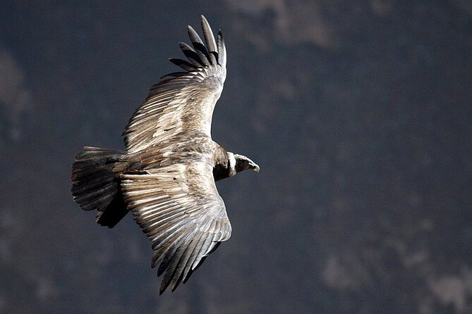 Tour Colca Canyon and Valley of the Volcanoes 3Days - Frequently Asked Questions