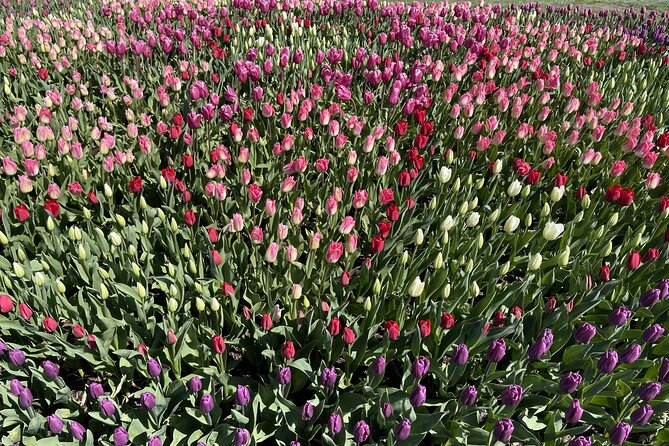 Tulip Festival in Skagit Valley Tour From Seattle - Sum Up