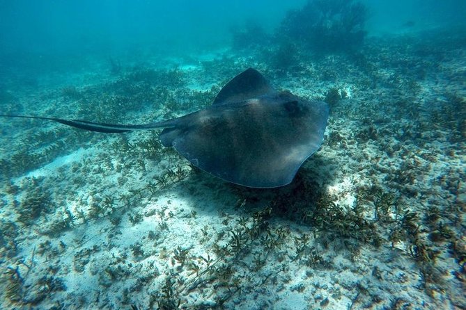 Tulum Ruins Swim With Turtles in Akumal and Cenote - What to Expect