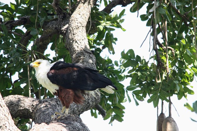 Uganda Wildlife Holiday - 8 Days - Frequently Asked Questions