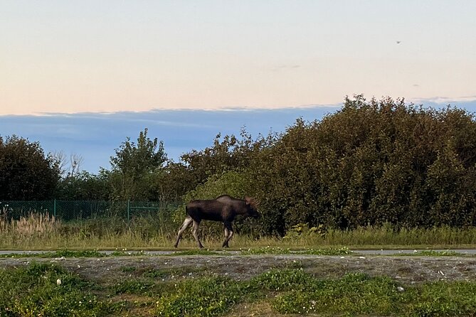 Ultimate Anchorage Winter Wildlife & Sunset Tour - Booking and Accessibility Information
