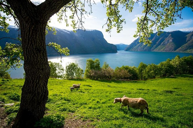Undredal Stave Church, Nærøyfjord Cruise & Goat Cheese Causerie - Reviews and Accessibility