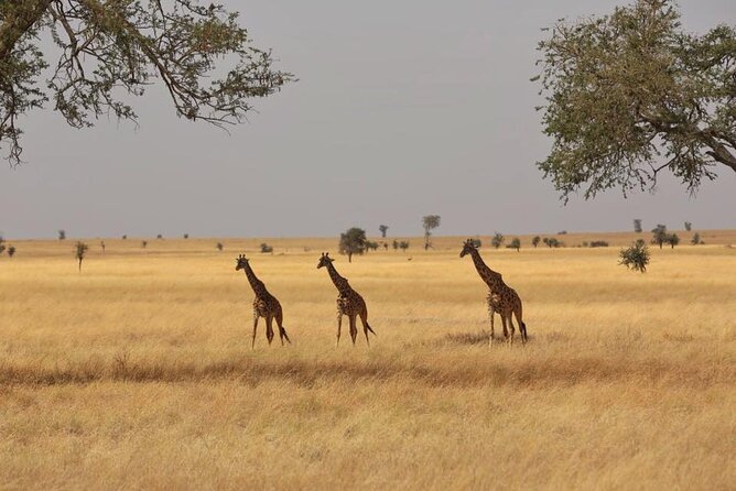 Unforgettable Tanzania Safari And Zanzibar Beach - Tips for an Unforgettable Trip