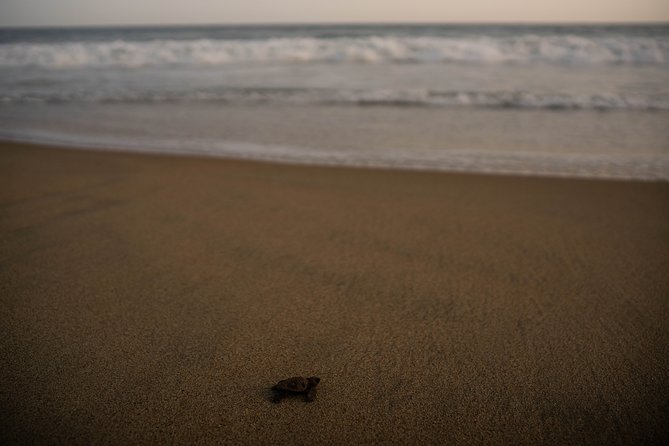 Unique Turtle Sanctuary & Sunset Experience - Breathtaking Sunset Viewing