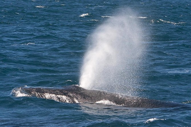 V&A Waterfront Marine Big 5 Ocean Safari - Customer Feedback and Reviews