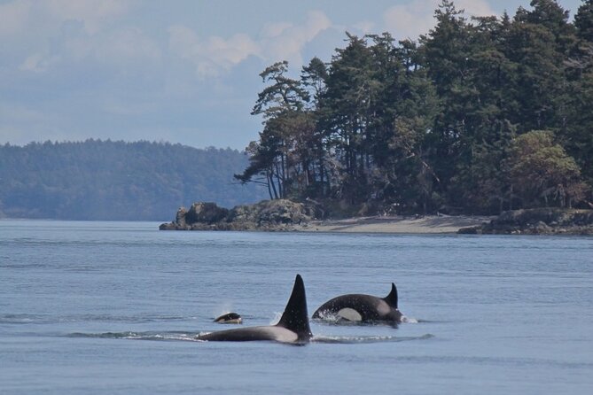 Vancouver Whale Watching Adventure With City Tour - Booking and Logistics