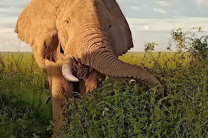 Vegans Special Safari - Frequently Asked Questions