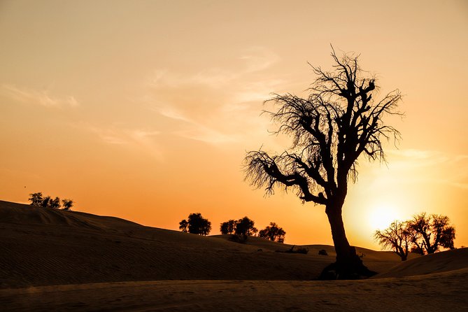 VIP Evening Desert Safari, Camel Ride, Dune Bashing, Sand Boarding, Exclusive - Customer Reviews