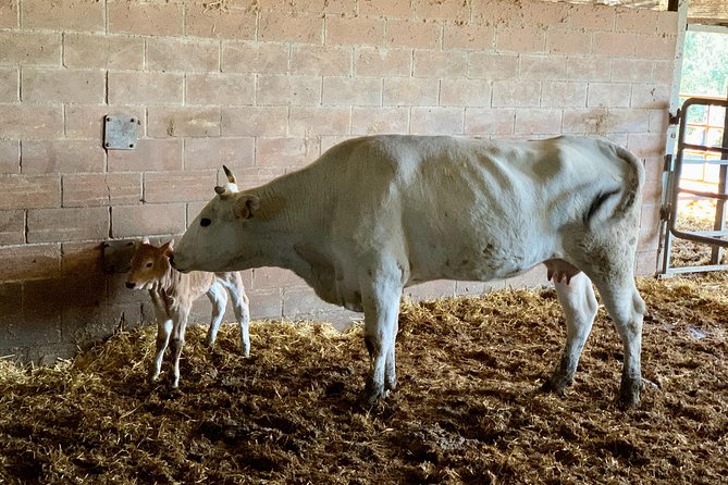 Visit Chianina Organic Farm With Bistecca Beef Lunch - Booking Information