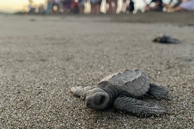 Visit Tortuguero Camp & Turtle Release - Transportation and Logistics