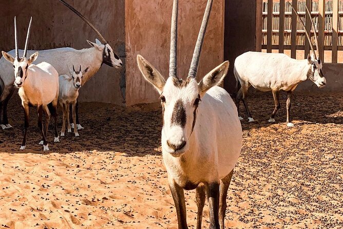 Wadi Bani Khaled & Desert Safari - Muscat, Oman - Frequently Asked Questions