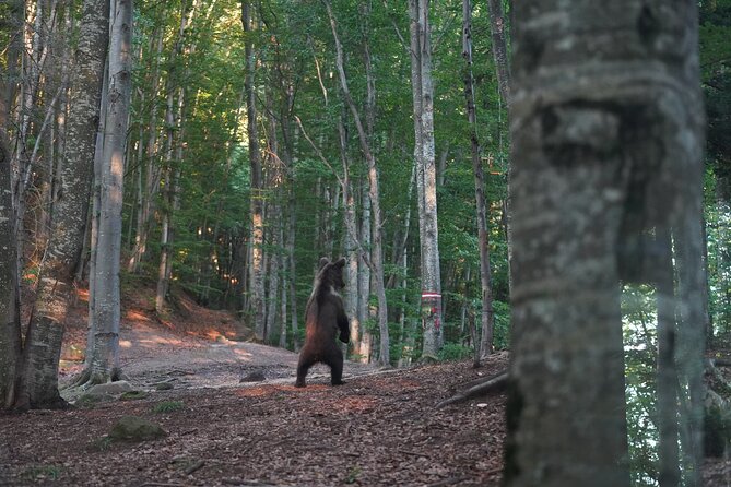 Watching Brown Bear Experience and Gulyas Taste From Brasov - Group Size and Duration