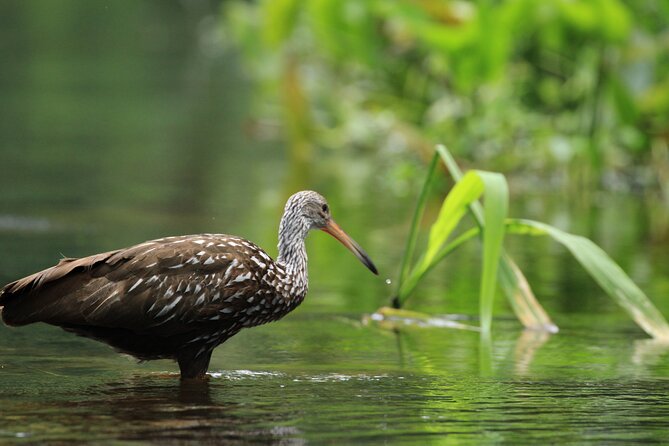 Wekiva Wildlife Kayaking Adventure Tour - Sum Up