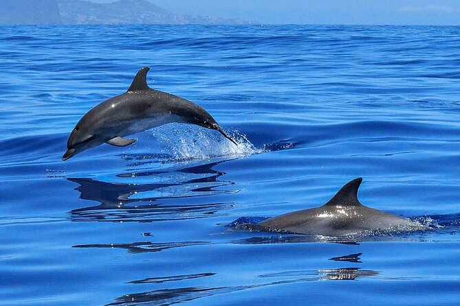 Whale & Dolphin Watching Boat Trip in Tenerife On a Sailing Boat (3 Hr) - Suitability and Participation
