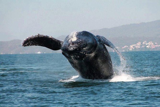 Whale & Dolphin Watching Cruise in Puerto Vallarta All Inclusive - Crew and Language Considerations