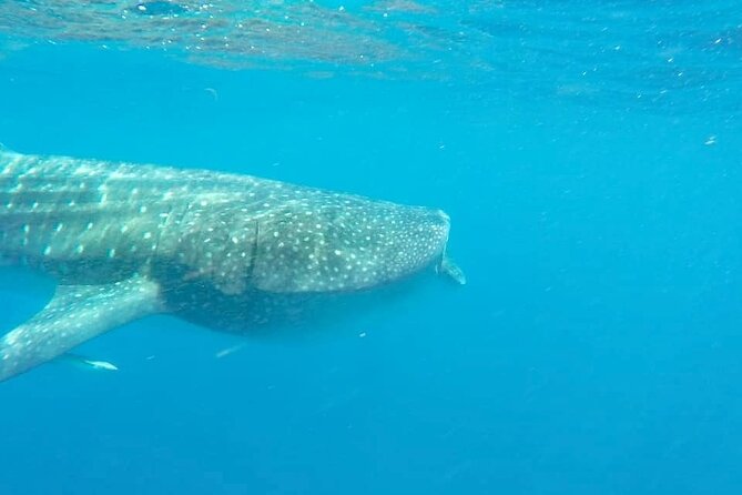 Whale Shark Adventure in Isla Mujeres and Cancun - Tour Duration and Physical Requirements