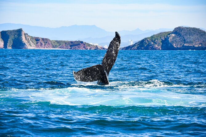 Whale Watching - Marine Life Sightings