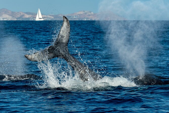 Whale Watching by Zodiac in Cabo San Lucas With Photos Included - Expert Tour Guides