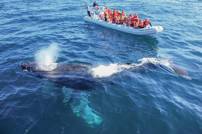 Whale Watching Experience - Traveler Experiences