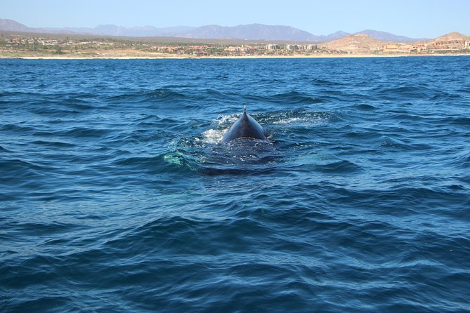 Whale Watching in Cabo San Lucas on Board Our Luxury Trimaran! - Frequently Asked Questions