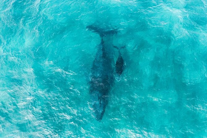 Whale Watching in Sao Tome & Principe - Frequently Asked Questions