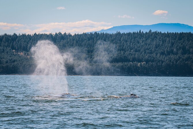 Whale Watching Nanaimo Open Boat Tour - Tips for a Successful Tour