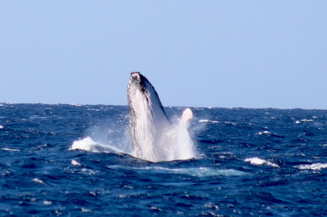 Whale Watching on Big Island - Questions About Your Stay