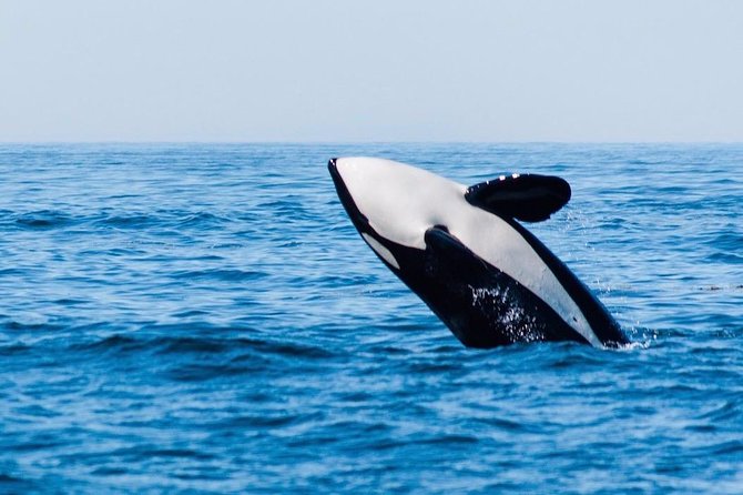 Whale Watching & Sightseeing Tour in Ucluelet, Vancouver Island - Wildlife Spotting Opportunities