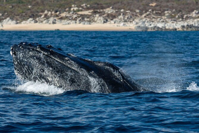 Whale Watching & Snorkeling Combo in Los Cabos With Photos Included - Memorable Adventure in Los Cabos