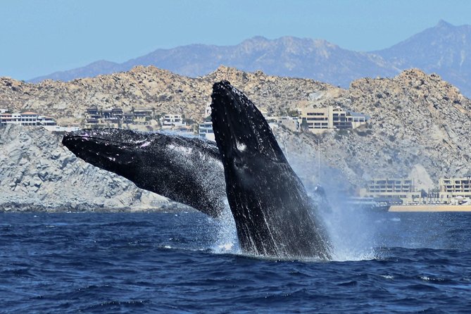 Whale Watching With Hydrophones! Hear the Whales! - Host Responses and Support