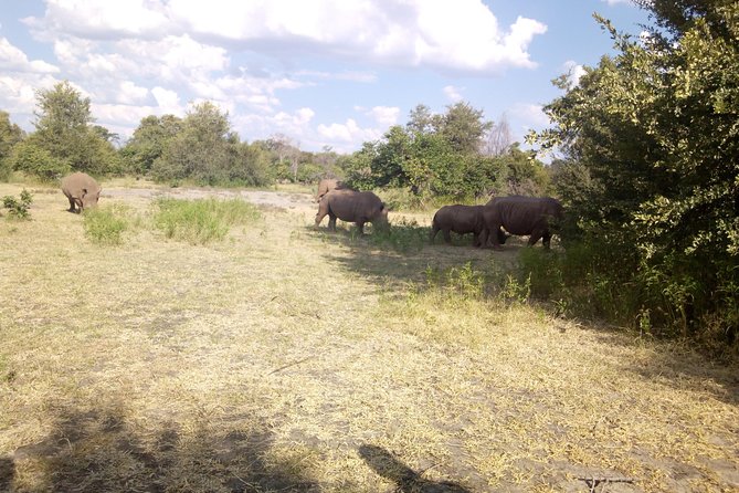 White Rhino Walk in the Mosi Oa Tunya - Visitor Recommendations