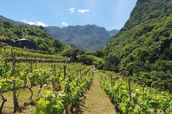 Wine Tasting Experience in Boaventura, Madeira North Coast - Practical Considerations