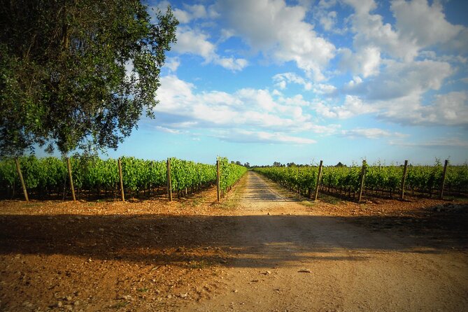 Wine Tasting Experience in the Apulian Countryside - Unique Aspects of the Experience