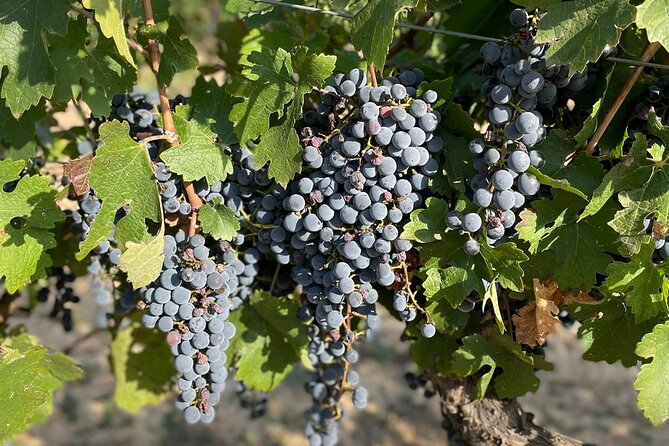 Wine Tasting Tour (Private Tour) - Travel Restrictions and Health