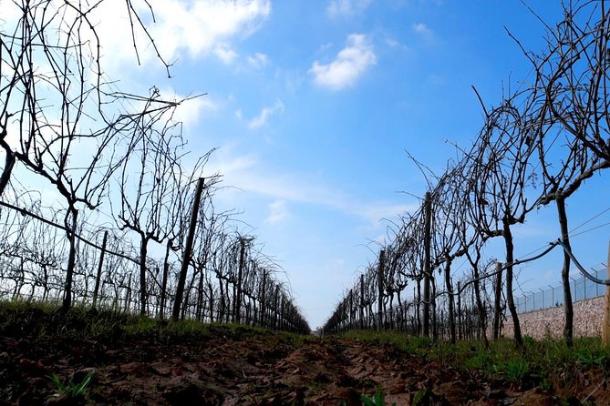 WINE WORLD EXPERIENCE From Albufeira - Tour Inclusions and Exclusions