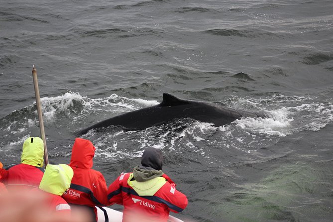 Winter Whale Watching & Northern Lights Cruise | Combo From Reykjavik - Experience Inclusions