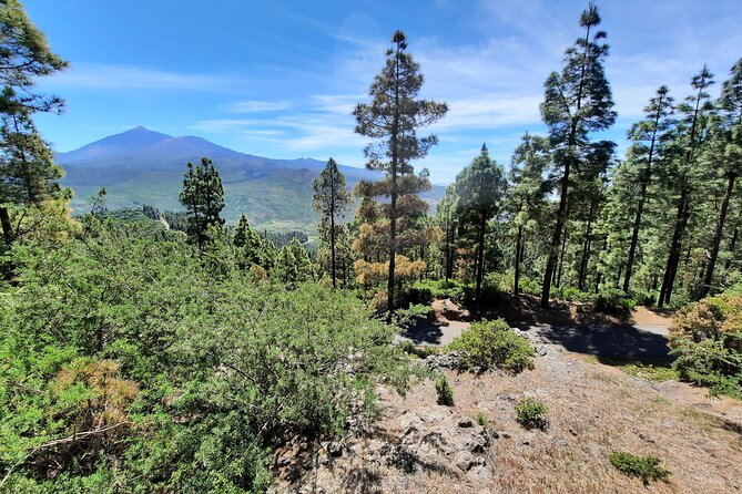 Wonderful Hike Through the Magic Forest of Tenerife - Preparing for the Adventure
