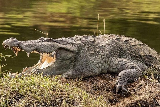 Yala Half Day Safari - Tips for an Enjoyable Experience