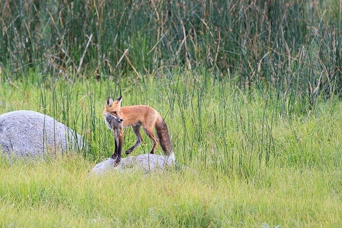 Yellowstone Wildlife Safari in Lamar Valley From Bozeman - Booking and Cancellation Policies