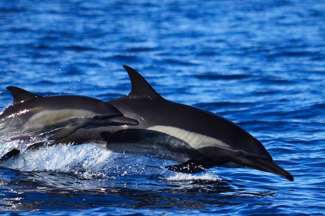 Zodiac Whale Watching Adventure - Incl FREE Photos & Whale Sightings Guarantee - Booking Information