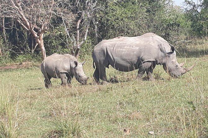Zziwa Rhino Sanctuary Walking Safari - Frequently Asked Questions