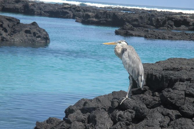 8-Day Best of Quito and Galapagos -Santa Cruz, Isabela & Unhinhabited Island - Inclusions