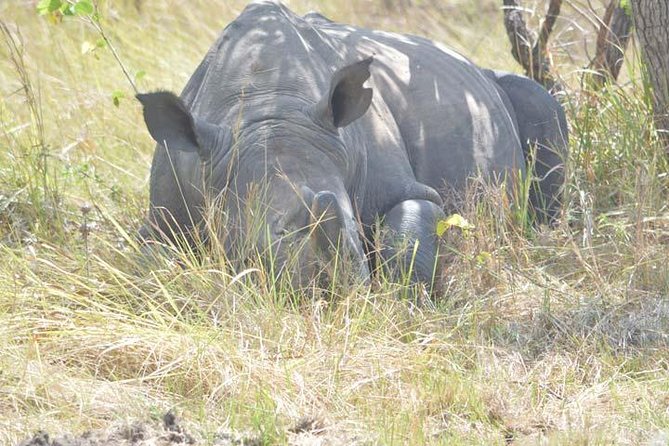 8-days Murchison Falls, Chimpanzee & Gorilla Trekking Safari - Key Points