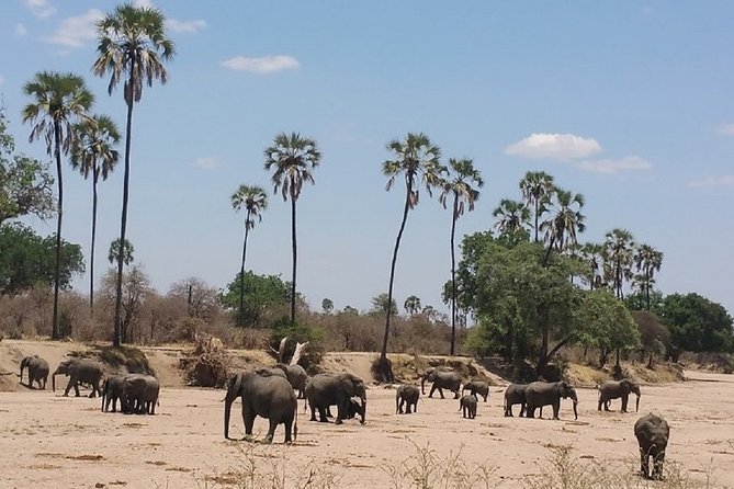 8 Days Safari to Mikumi NP, Ruaha NP and Nyerere NP + Isimila Stone Age Site - Good To Know