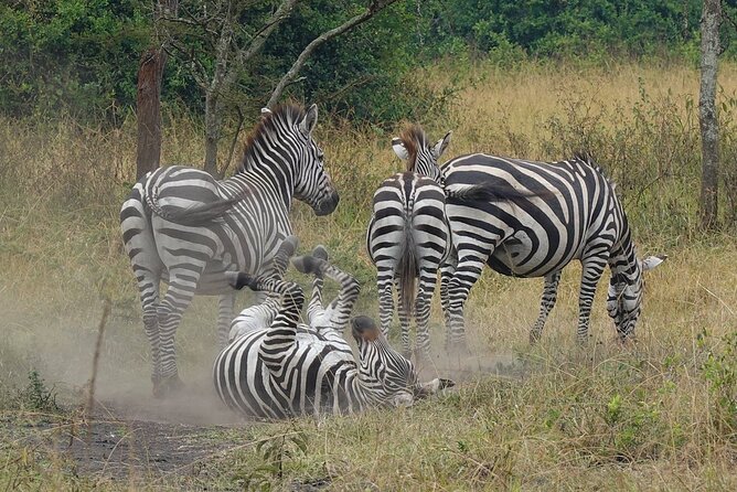 10-Day Big-7 Private Tour Experience in Uganda Safari - Frequently Asked Questions