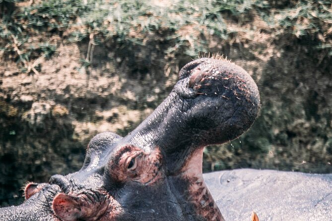 12-Day Pearl of Africa Wildlife and Adventure Highlights - Accessibility Features