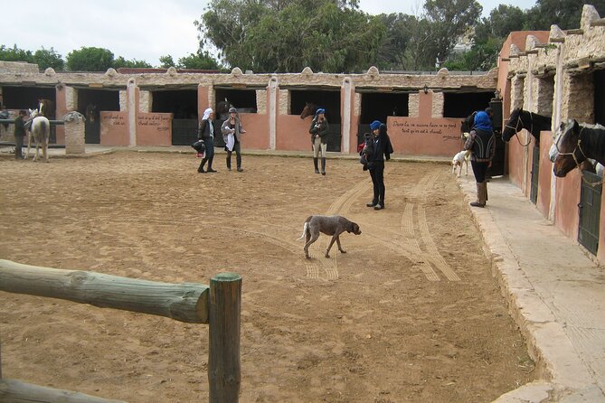 3 Hours Horse Riding in Essaouira, Beach, Forest and Dunes - Tips for Your Adventure
