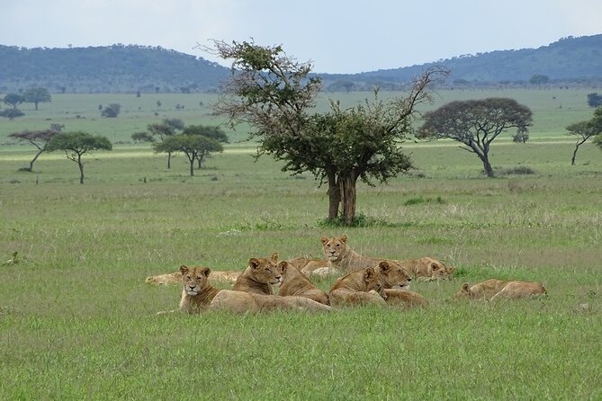 4-Day Camping on the Big Five Private Safari - Frequently Asked Questions