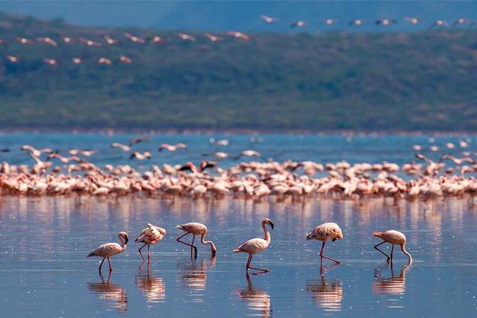 4 Day Great Migration Safari Serengeti & Ngorongoro Crater - Traveler Reviews and Recommendations